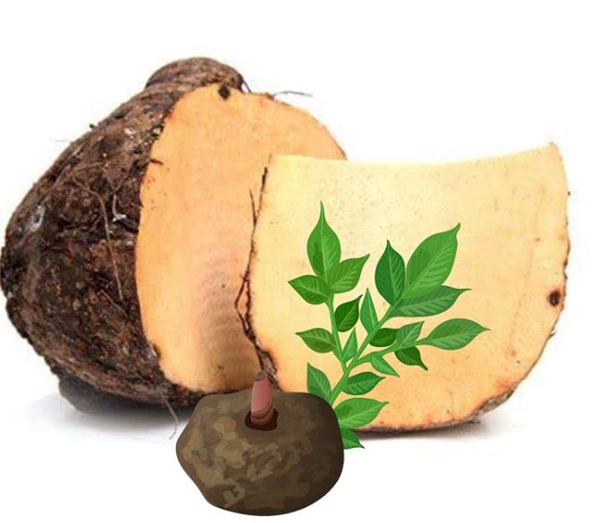 JimiKand (Suran)